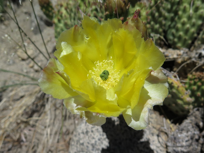 サボテンの花／The cactus_d0138986_9123639.jpg