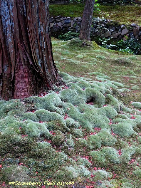 c0087094_11573768.jpg
