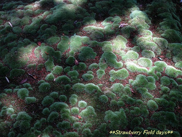 c0087094_1210359.jpg