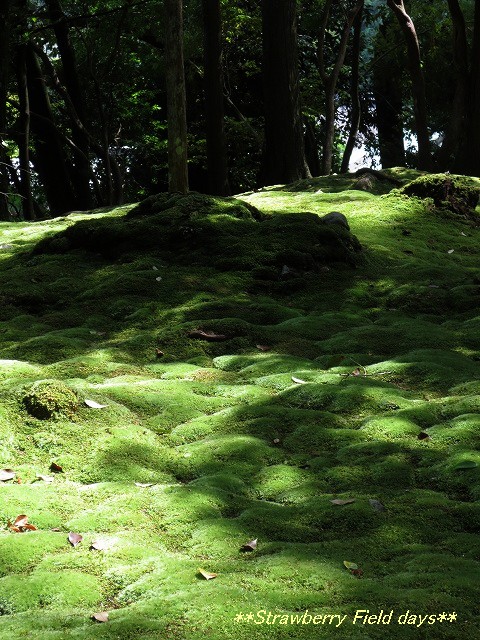 c0087094_12224194.jpg