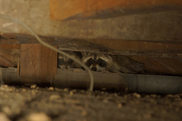 夜の屋根裏動物園2014_f0120395_710252.jpg