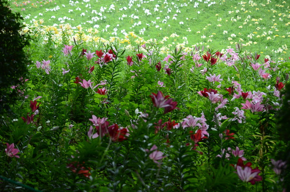 a0288500_2022267.jpg