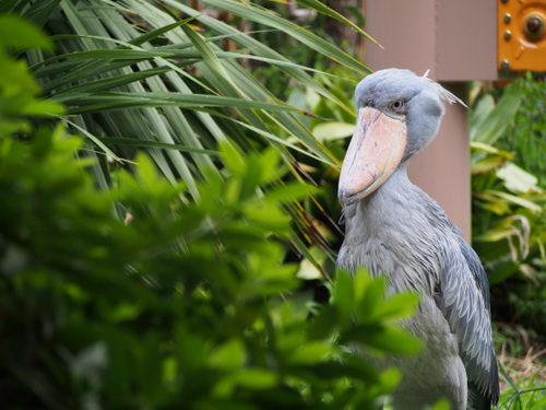 上野の動物たち　ハシビロコウ_d0171803_21551146.jpg