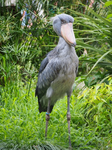 上野の動物たち　ハシビロコウ_d0171803_21552596.jpg