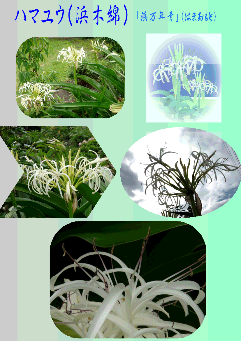 はまゆう はま おもと 浜 万年青 14 7 5 徳ちゃん便り