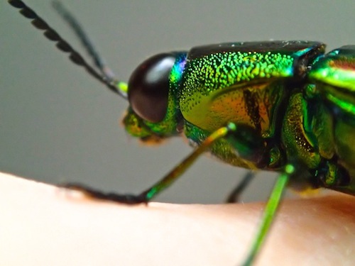 ヤマトタマムシ（大和玉虫） : 世話要らずの庭