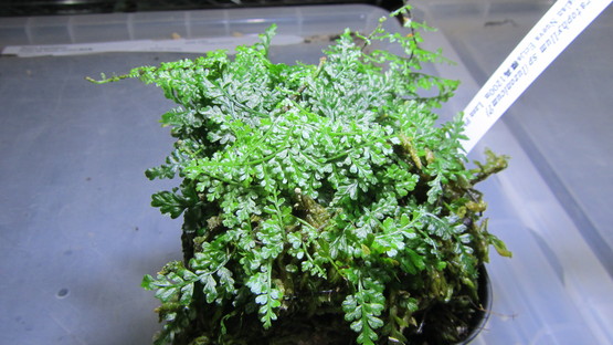 Teratophyllum cf lzonicum : コケシノブログ‐苔忍録‐ Teratophyllum cf lzonicum : コケシノブログ‐苔忍録‐
