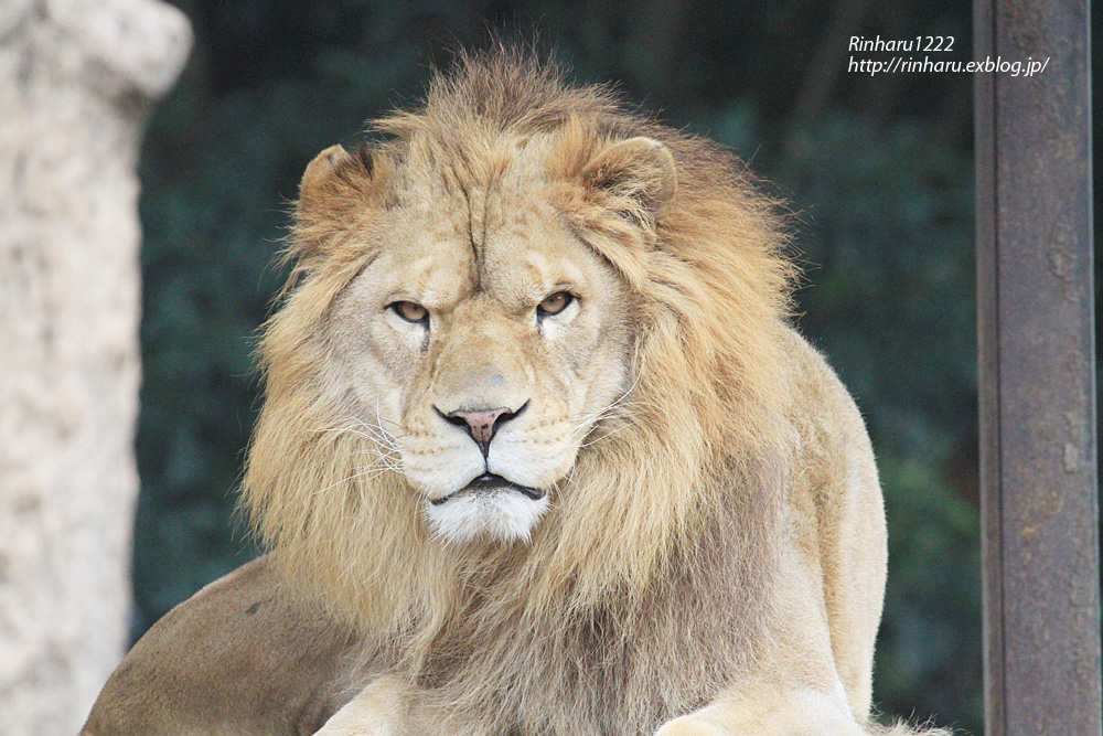 2014.1.11 とべ動物園☆ライオンちゃんたち【Lion】 : 青空に