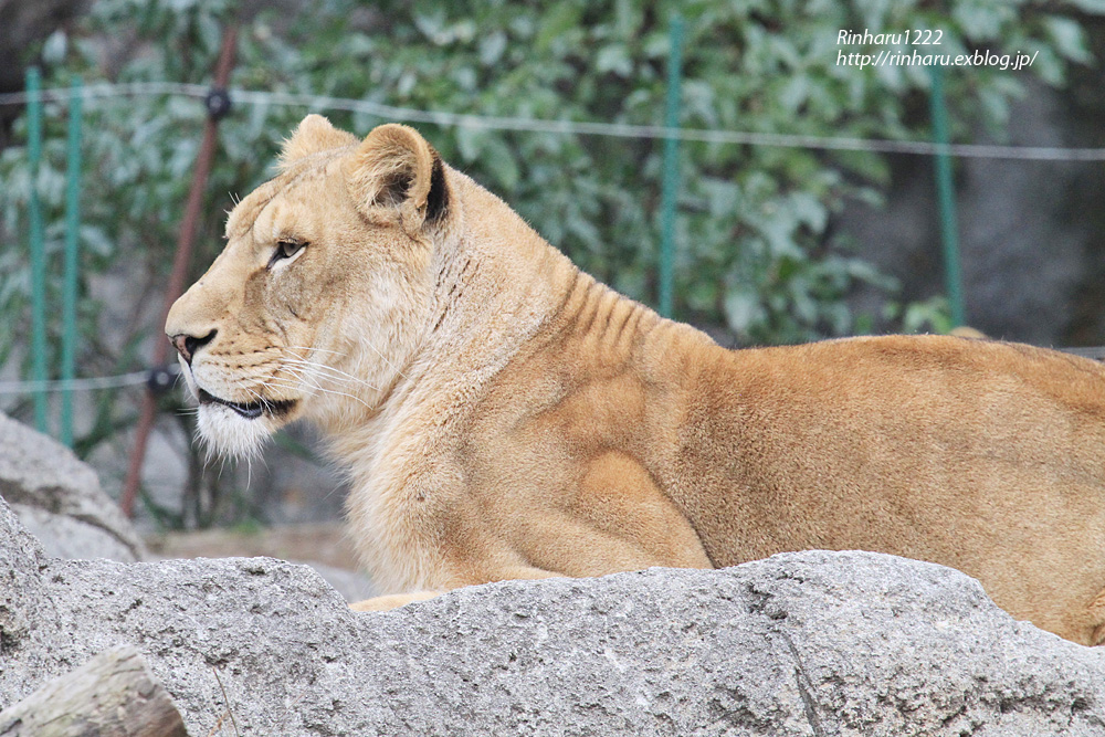 2014.1.11 とべ動物園☆ライオンちゃんたち【Lion】 : 青空に