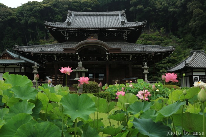 三室戸寺～蓮_d0283427_2085813.jpg