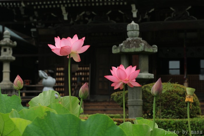 三室戸寺～蓮_d0283427_2092366.jpg