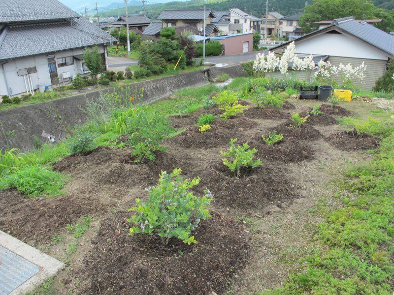 良く熟したR1を眺める_f0076731_21434848.jpg