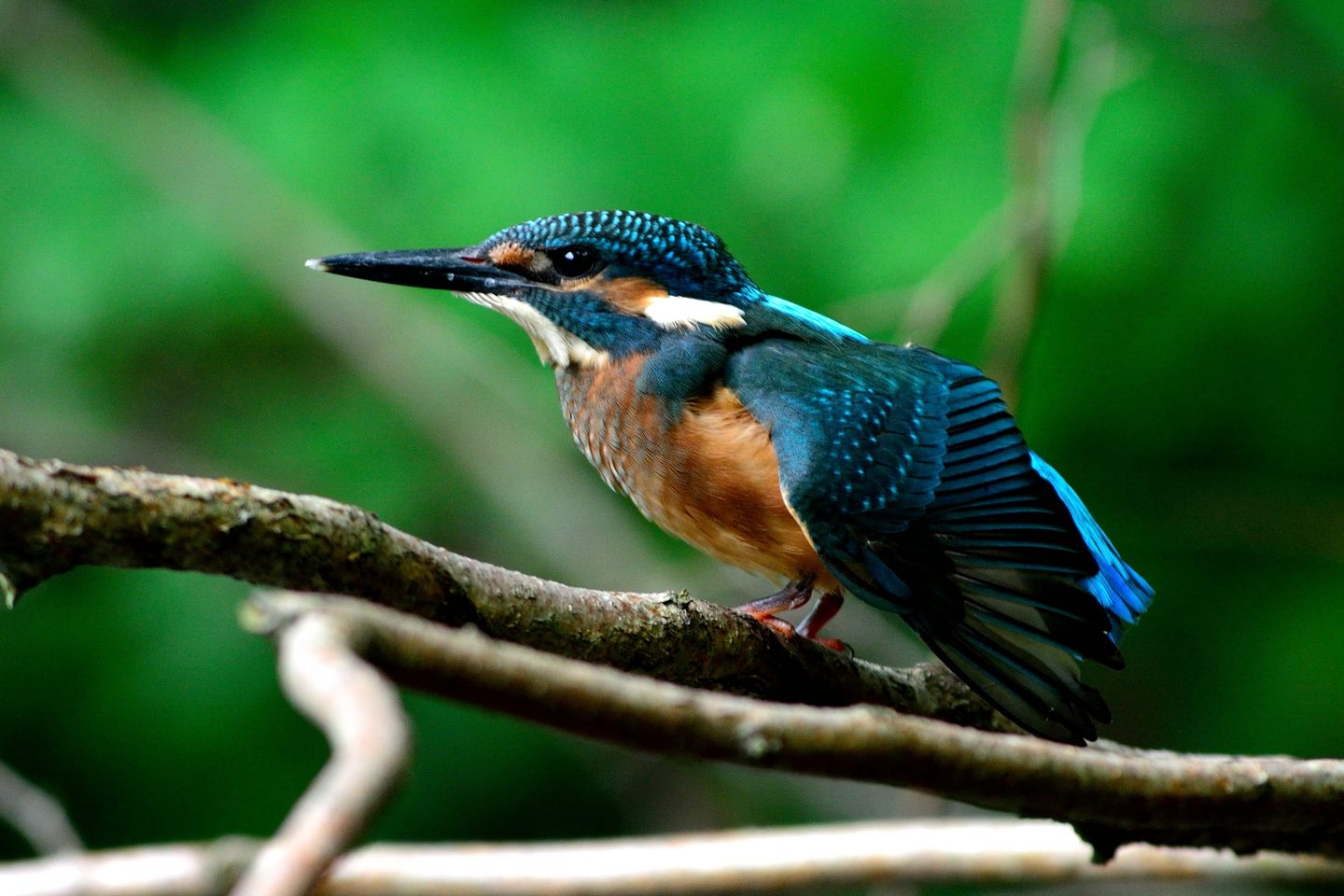 d0172537_20491148.jpg