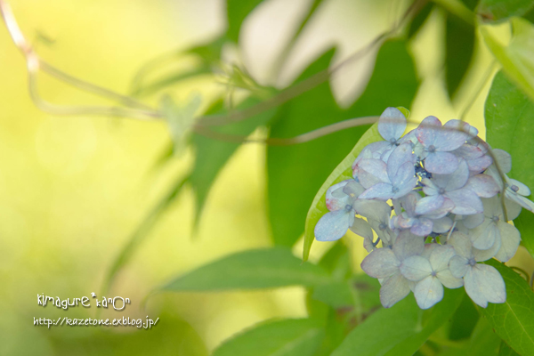 雨待花、咲いた♪①**境内アジサイ_b0197639_1112133.jpg