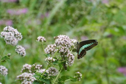 f0206939_2211020.jpg