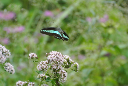 f0206939_22111526.jpg