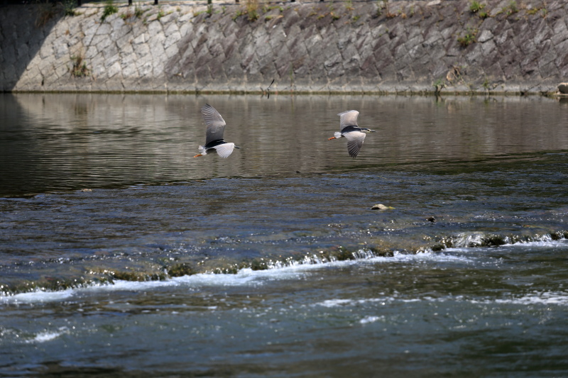 鴨川　四条大橋にて・・_b0325840_20191148.jpg