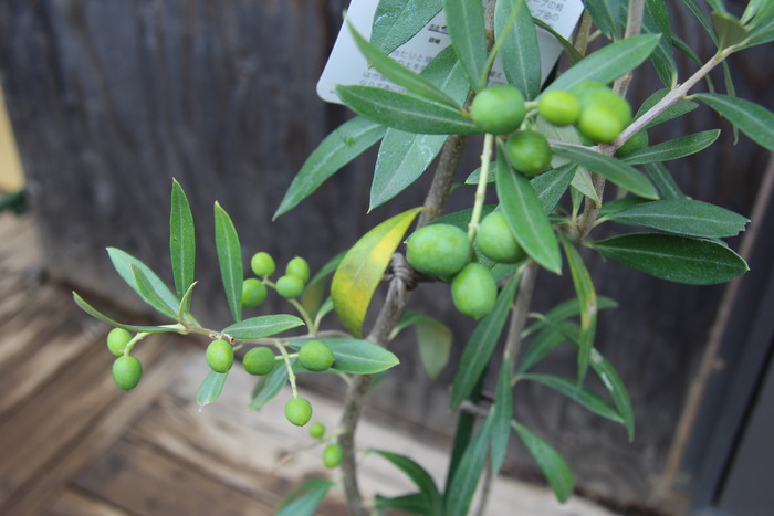 オリーブ シプレッシーノ 実付き 販売 値段 価格 画像 写真 安行 植木
