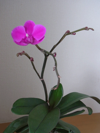 e0010353_16152473.gif