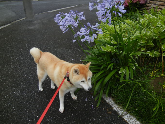 ’14,7,5(土)小雨でも愛ちゃんはハイテンション!_f0060461_135082.jpg