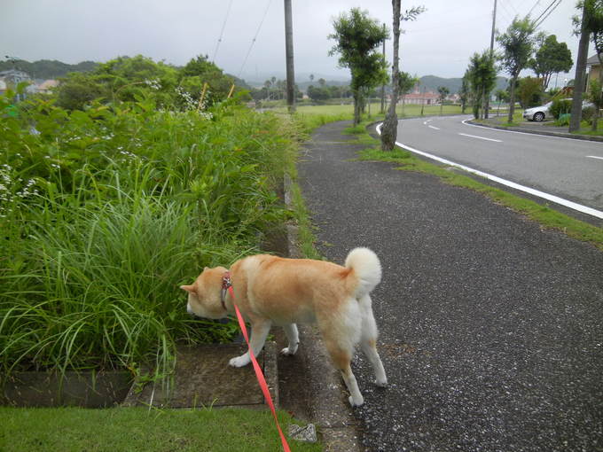 ’14,7,5(土)小雨でも愛ちゃんはハイテンション!_f0060461_1355860.jpg