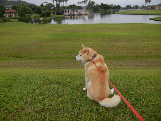 ’14,7,5(土)小雨でも愛ちゃんはハイテンション!_f0060461_13582750.jpg