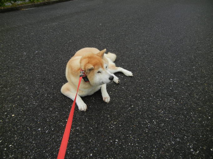 ’14,7,5(土)小雨でも愛ちゃんはハイテンション!_f0060461_141336100.jpg