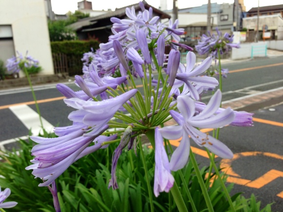 初夏の花と野菜達_b0267163_11245504.jpg