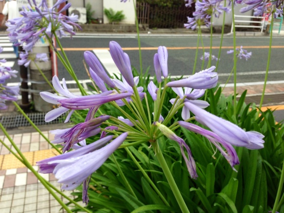 初夏の花と野菜達_b0267163_11251332.jpg