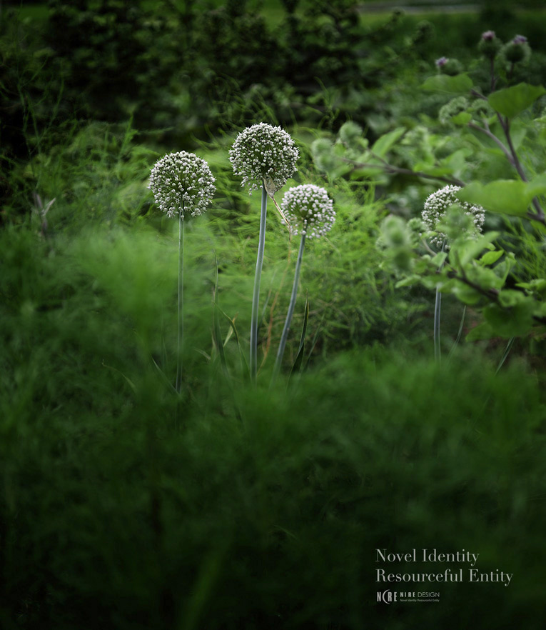 ゴボウの花と無農薬栽培………_e0188168_1720551.jpg