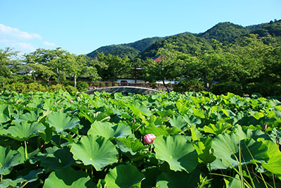 初夏のまどろみ_a0318078_19142175.jpg