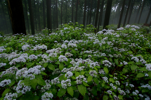 【　小紫陽花　-　東吉野村　】_d0044588_2354299.jpg