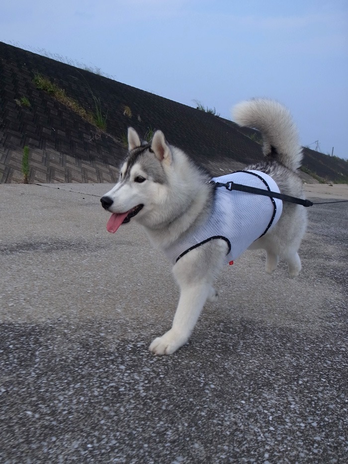 ご近所さんぽ、海までゴー! (^o^)_c0049299_10463790.jpg