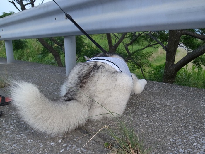 ご近所さんぽ、海までゴー! (^o^)_c0049299_10471196.jpg