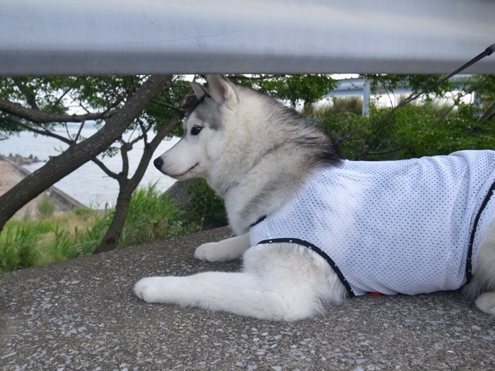 ご近所さんぽ、海までゴー! (^o^)_c0049299_1047630.jpg