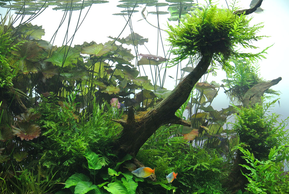 ■ すみだ水族館へ_b0144301_10392663.jpg
