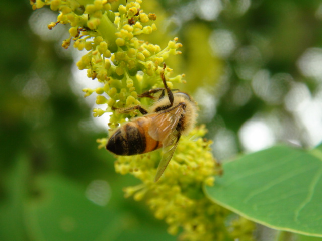 ナンキンハゼの花と実と利用…2014/7/6_f0231709_1163547.jpg