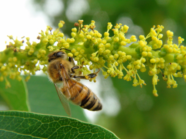 ナンキンハゼの花と実と利用…2014/7/6_f0231709_1183421.jpg