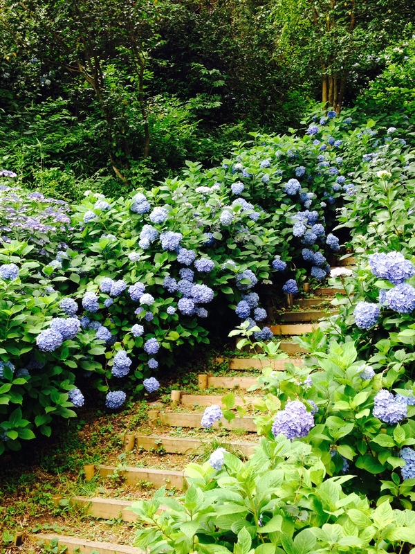 トレッキング部 Vol 11 生駒山の紫陽花 える工房 日誌 トレッキング部 Vol 11 生駒山の紫陽花 える工房 日誌