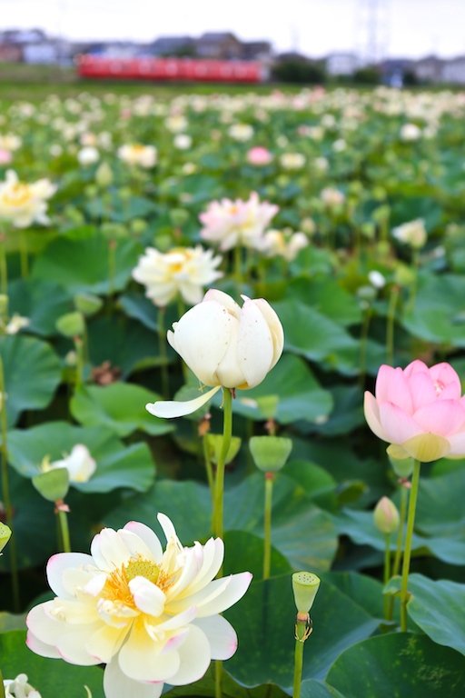 LOTUS〜ハス_a0188016_20155962.jpg