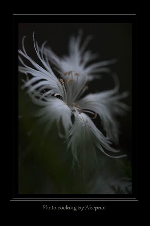 白花カワラナデシコ　　～ 白と黒～_e0127416_17472304.jpg