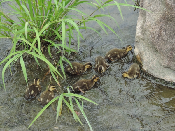 あいち健康の森公園_f0171028_17264815.jpg