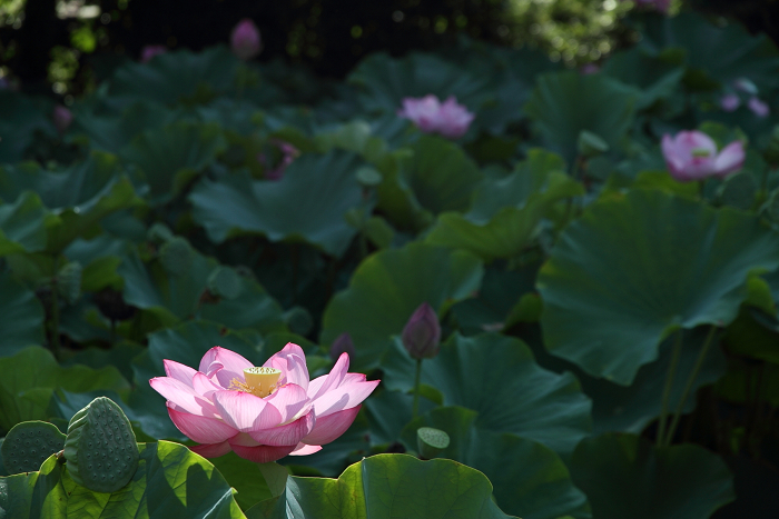 南禅寺・盛夏 －南禅寺境内（前編）_b0169330_13315267.jpg