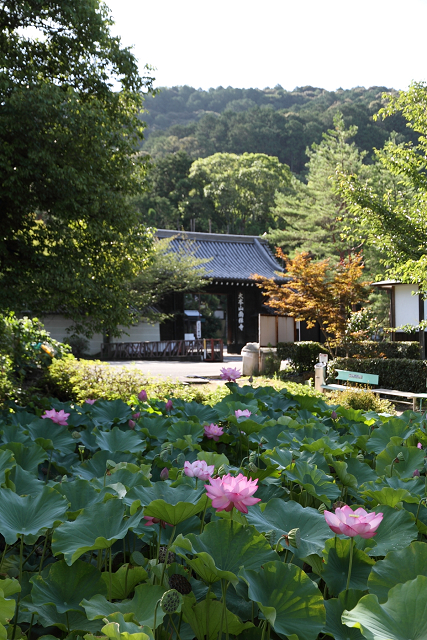 南禅寺・盛夏 －南禅寺境内（前編）_b0169330_13322697.jpg