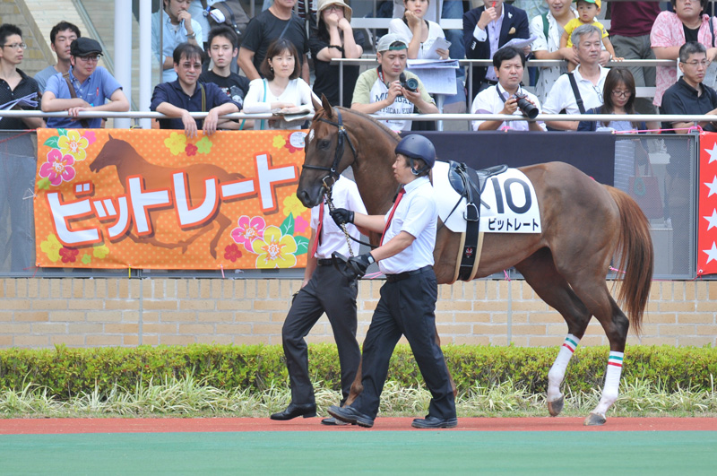 出資馬ビットレート メイクデビュー中京に出走_e0099330_15244261.jpg