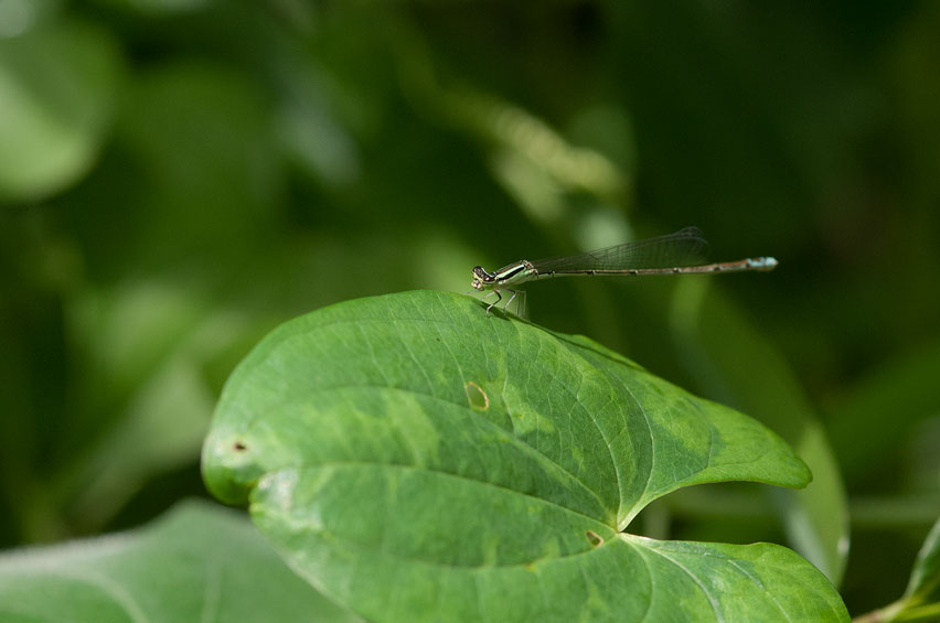 梅雨の中休みに昆虫探し　in2014.07.06他_a0126632_19135678.jpg