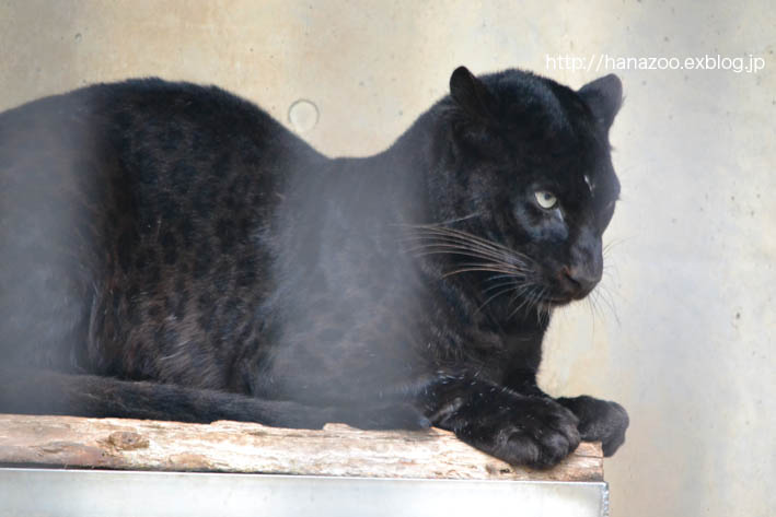 クロヒョウ女子、同居中 : 今日ものんびり動物園