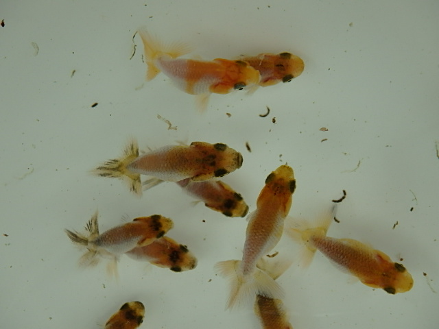 f0334143_100501.jpg
