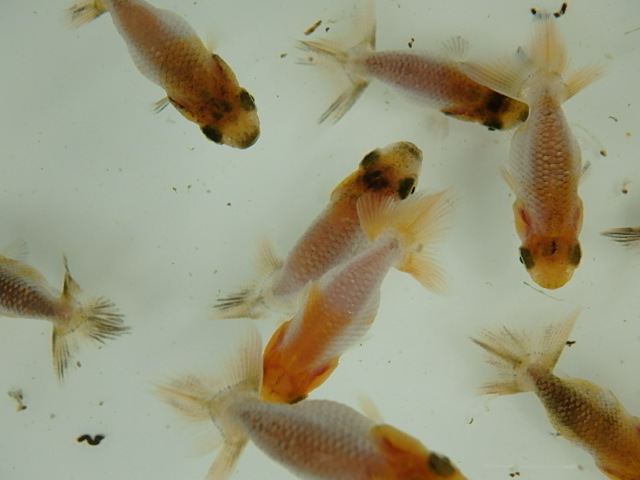 f0334143_1005592.jpg