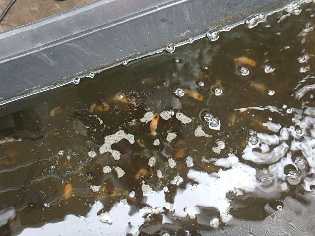 f0334143_9571498.jpg